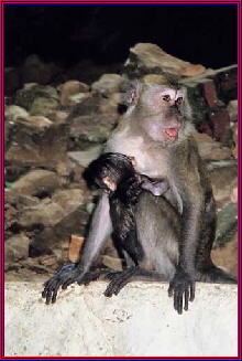Monkey and baby near Hindu Temple in Malaysia's Batu Caves
